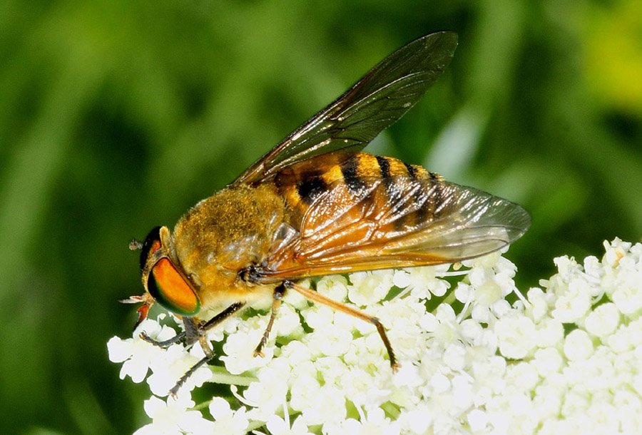 Tabanidae: Philipomyia aprica e graeca maschi e femmine